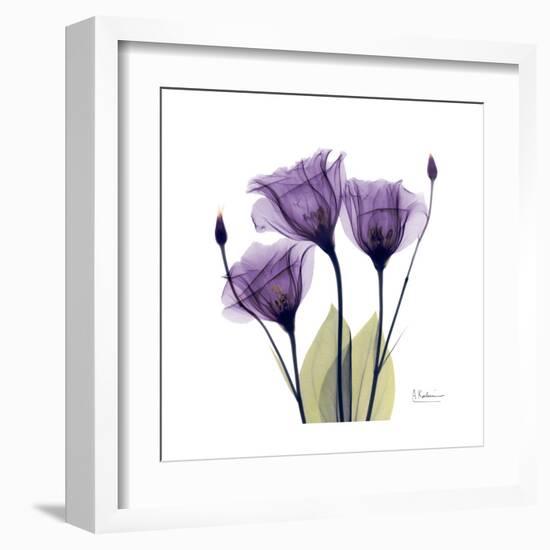 Purple Gentian Portrait-Albert Koetsier-Framed Art Print