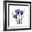 Purple Gentian Portrait-Albert Koetsier-Framed Art Print