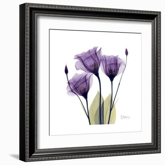 Purple Gentian Portrait-Albert Koetsier-Framed Art Print