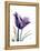 Purple Gentian Solo-Albert Koetsier-Framed Stretched Canvas