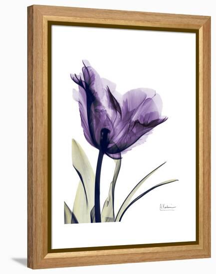 Purple Gentian Solo-Albert Koetsier-Framed Stretched Canvas