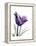 Purple Gentian Solo-Albert Koetsier-Framed Stretched Canvas