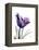 Purple Gentian Solo-Albert Koetsier-Framed Stretched Canvas