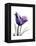 Purple Gentian Solo-Albert Koetsier-Framed Stretched Canvas