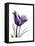 Purple Gentian Solo-Albert Koetsier-Framed Stretched Canvas