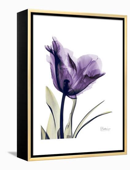 Purple Gentian Solo-Albert Koetsier-Framed Stretched Canvas