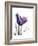 Purple Gentian Solo-Albert Koetsier-Framed Premium Giclee Print