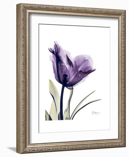 Purple Gentian Solo-Albert Koetsier-Framed Premium Giclee Print