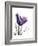 Purple Gentian Solo-Albert Koetsier-Framed Premium Giclee Print