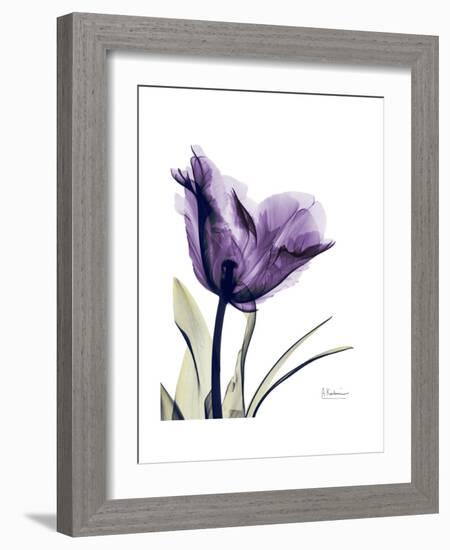 Purple Gentian Solo-Albert Koetsier-Framed Premium Giclee Print