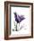 Purple Gentian Solo-Albert Koetsier-Framed Premium Giclee Print