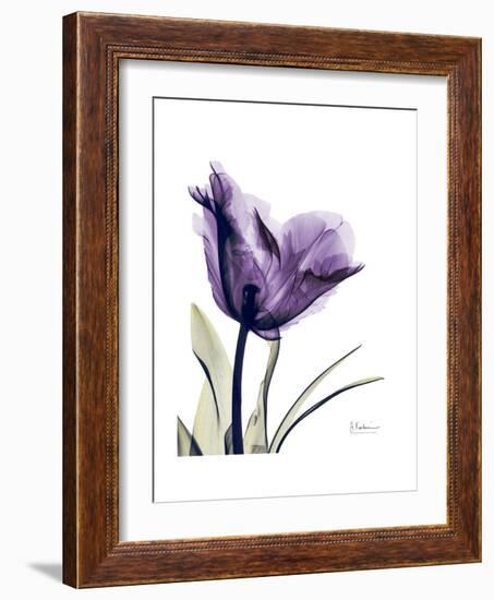 Purple Gentian Solo-Albert Koetsier-Framed Premium Giclee Print
