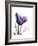 Purple Gentian Solo-Albert Koetsier-Framed Premium Giclee Print