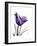 Purple Gentian Solo-Albert Koetsier-Framed Premium Giclee Print