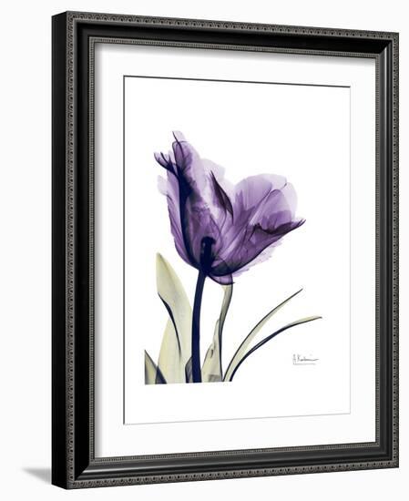 Purple Gentian Solo-Albert Koetsier-Framed Premium Giclee Print