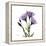 Purple Gentian Square-Albert Koetsier-Framed Stretched Canvas