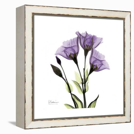 Purple Gentian Square-Albert Koetsier-Framed Stretched Canvas