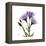 Purple Gentian Square-Albert Koetsier-Framed Stretched Canvas