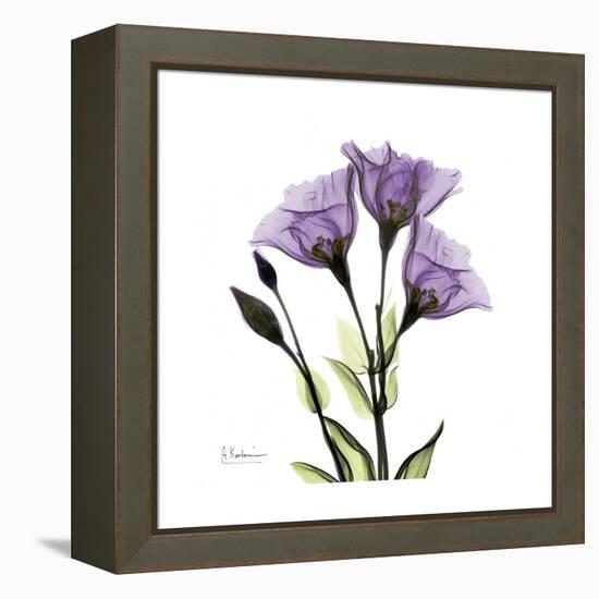 Purple Gentian Square-Albert Koetsier-Framed Stretched Canvas