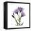 Purple Gentian Square-Albert Koetsier-Framed Stretched Canvas