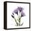 Purple Gentian Square-Albert Koetsier-Framed Stretched Canvas