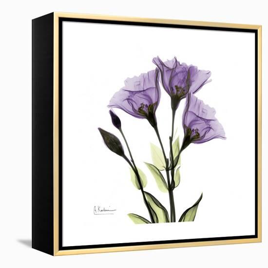 Purple Gentian Square-Albert Koetsier-Framed Stretched Canvas