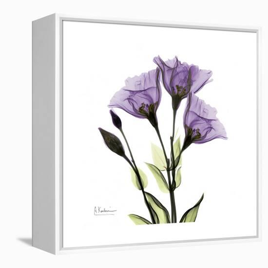Purple Gentian Square-Albert Koetsier-Framed Stretched Canvas