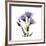 Purple Gentian Square-Albert Koetsier-Framed Premium Giclee Print