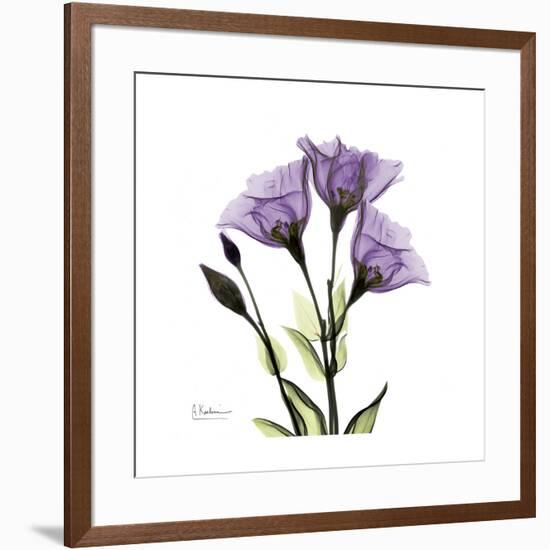 Purple Gentian Square-Albert Koetsier-Framed Premium Giclee Print