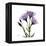 Purple Gentian Square-Albert Koetsier-Framed Stretched Canvas