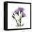 Purple Gentian Square-Albert Koetsier-Framed Stretched Canvas