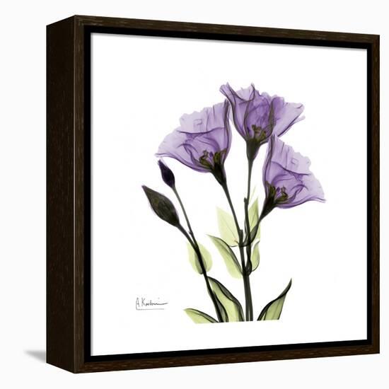 Purple Gentian Square-Albert Koetsier-Framed Stretched Canvas