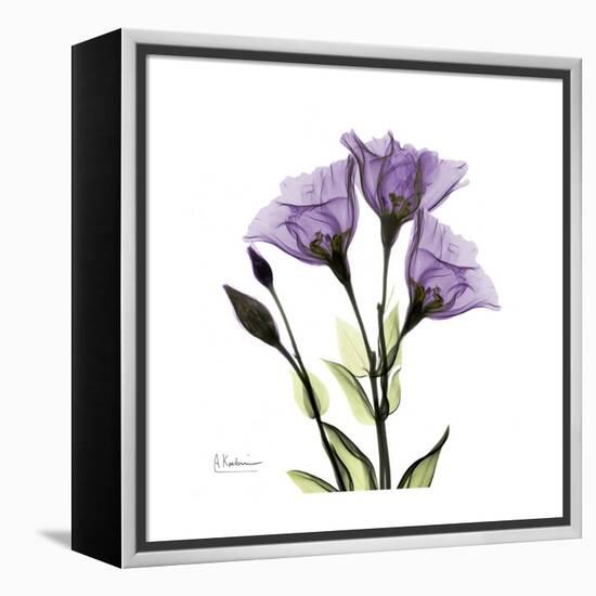 Purple Gentian Square-Albert Koetsier-Framed Stretched Canvas