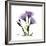 Purple Gentian Square-Albert Koetsier-Framed Premium Giclee Print