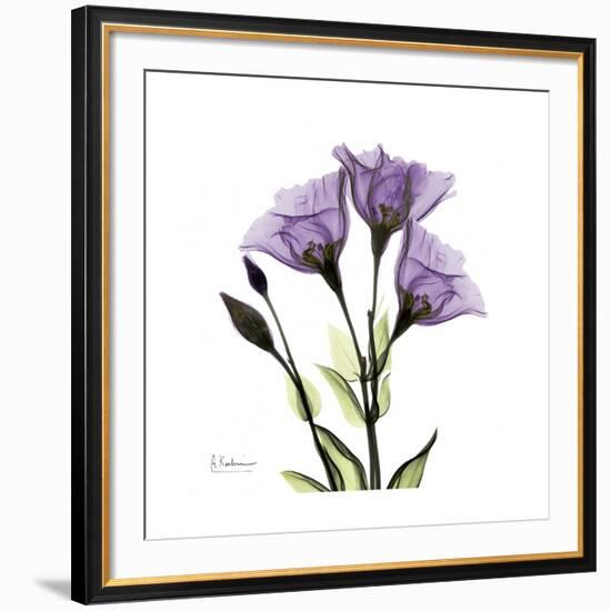 Purple Gentian Square-Albert Koetsier-Framed Premium Giclee Print