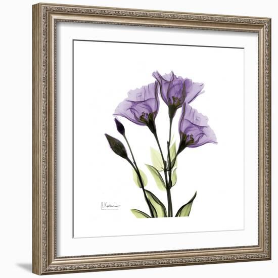 Purple Gentian Square-Albert Koetsier-Framed Premium Giclee Print