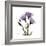 Purple Gentian Square-Albert Koetsier-Framed Premium Giclee Print