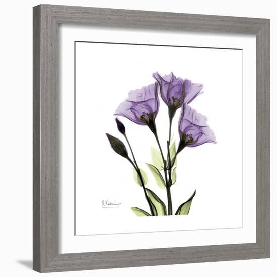 Purple Gentian Square-Albert Koetsier-Framed Premium Giclee Print