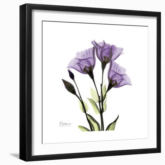 Purple Gentian Square-Albert Koetsier-Framed Premium Giclee Print