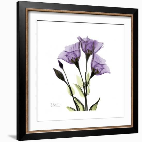 Purple Gentian Square-Albert Koetsier-Framed Premium Giclee Print