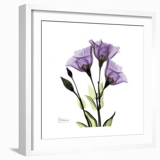 Purple Gentian Square-Albert Koetsier-Framed Premium Giclee Print