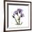 Purple Gentian Square-Albert Koetsier-Framed Premium Giclee Print