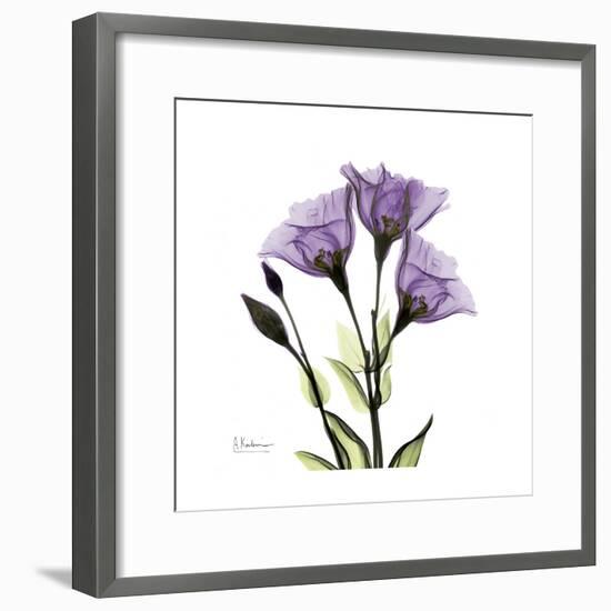 Purple Gentian Square-Albert Koetsier-Framed Premium Giclee Print