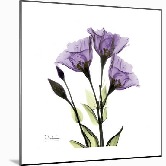 Purple Gentian Square-Albert Koetsier-Mounted Premium Giclee Print