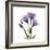 Purple Gentian Square-Albert Koetsier-Framed Premium Giclee Print