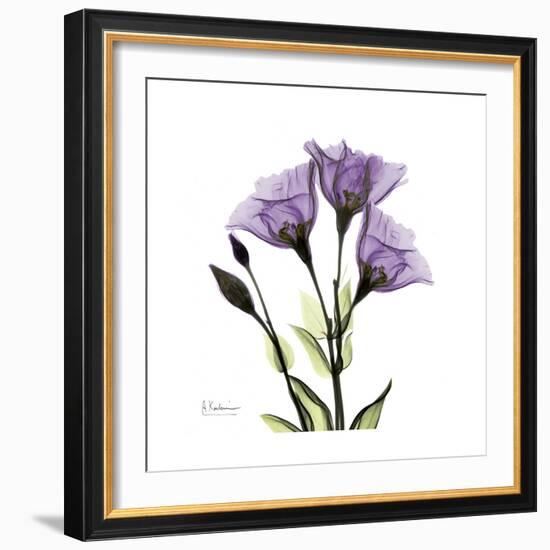 Purple Gentian Square-Albert Koetsier-Framed Premium Giclee Print