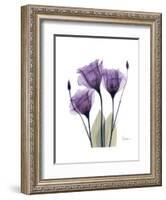 Purple Gentian Triplet-Albert Koetsier-Framed Premium Giclee Print