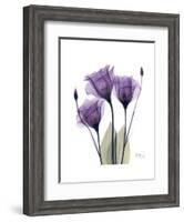 Purple Gentian Triplet-Albert Koetsier-Framed Premium Giclee Print