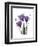 Purple Gentian Triplet-Albert Koetsier-Framed Premium Giclee Print