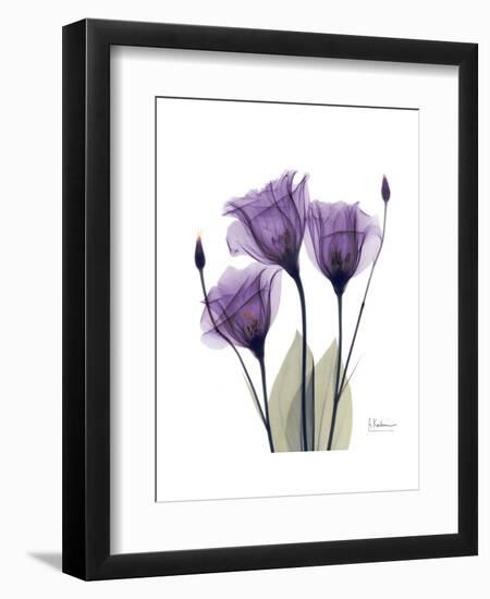 Purple Gentian Triplet-Albert Koetsier-Framed Premium Giclee Print